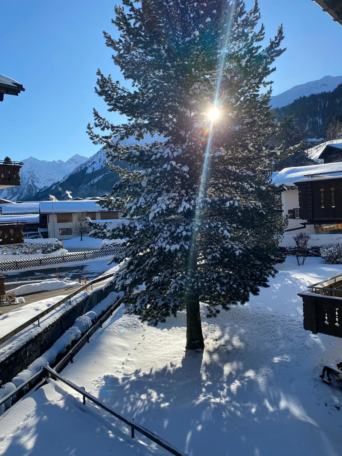 A snow-covered pine in low January sun, seen from a chalet balcony with mountains behind